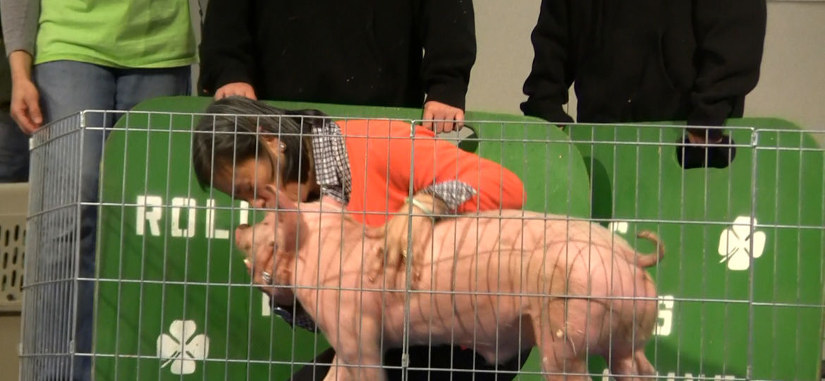 cumberland-pennies_02