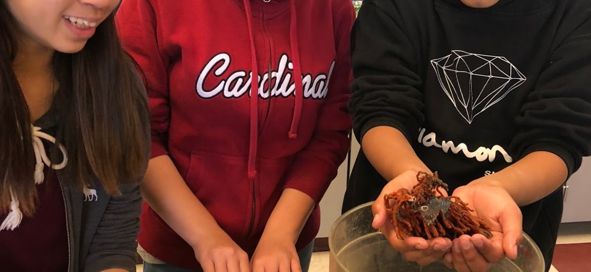 Columbia Middle seventh graders learn about San Francisco Bay invertebrates